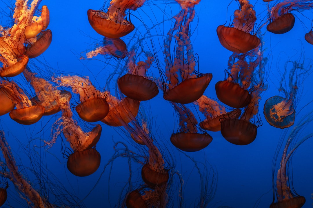22 wichtige Fragen zu Wie Bekomme Ich Schwebeteilchen Aus Dem Aquarium?
