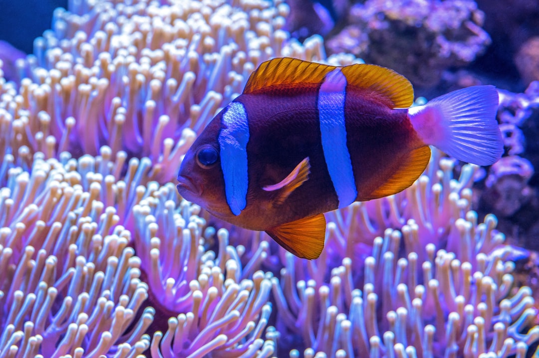 23 wichtige Fragen zu Betta Splendens Aquarium
