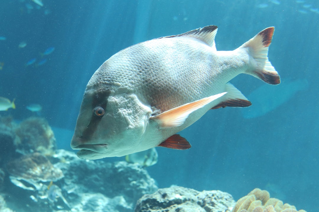 24 wichtige Fragen zu Welches Lebendfutter Für Aquarienfische?
