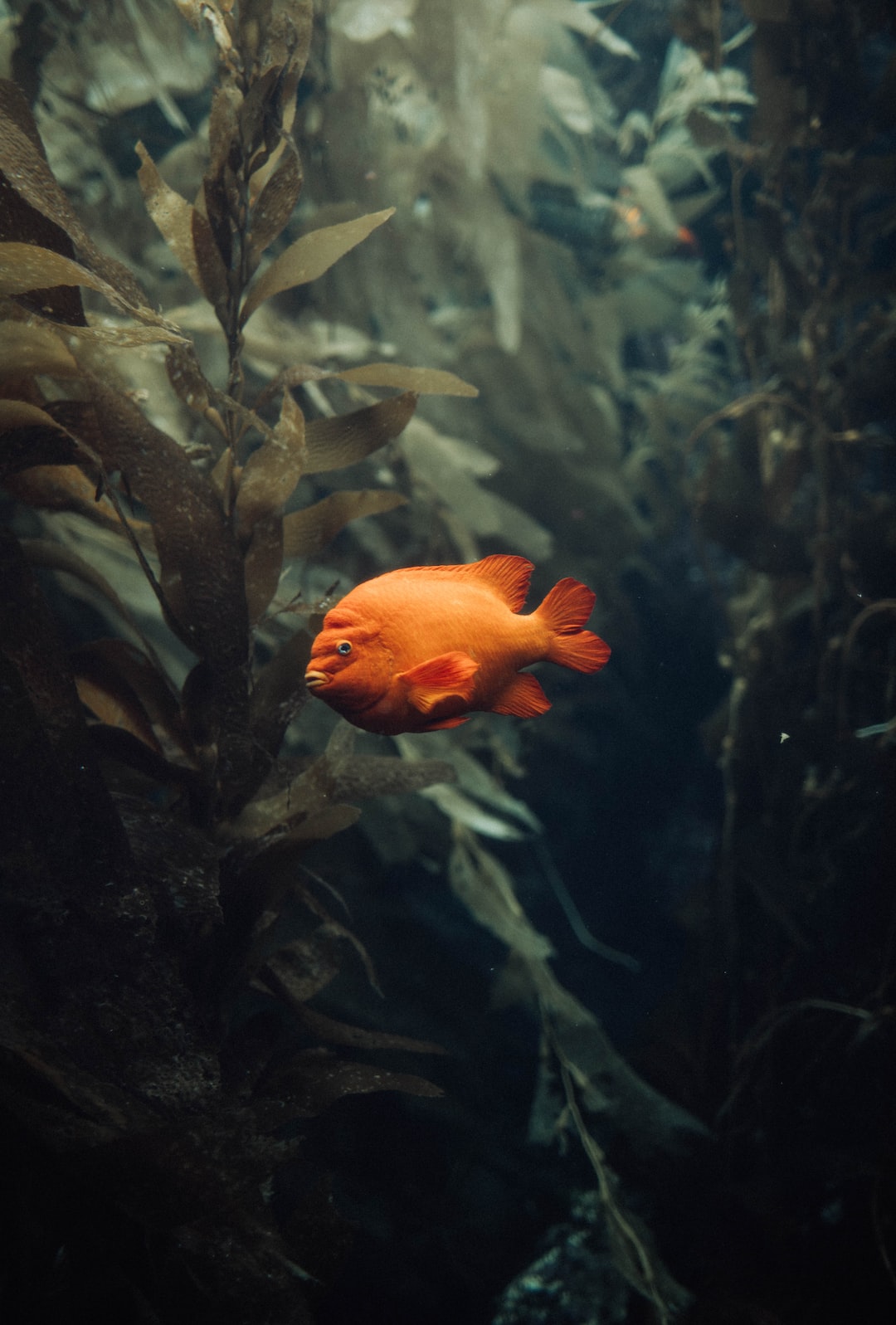 24 wichtige Fragen zu Wann Erlenzapfen Für Aquarium Sammeln?