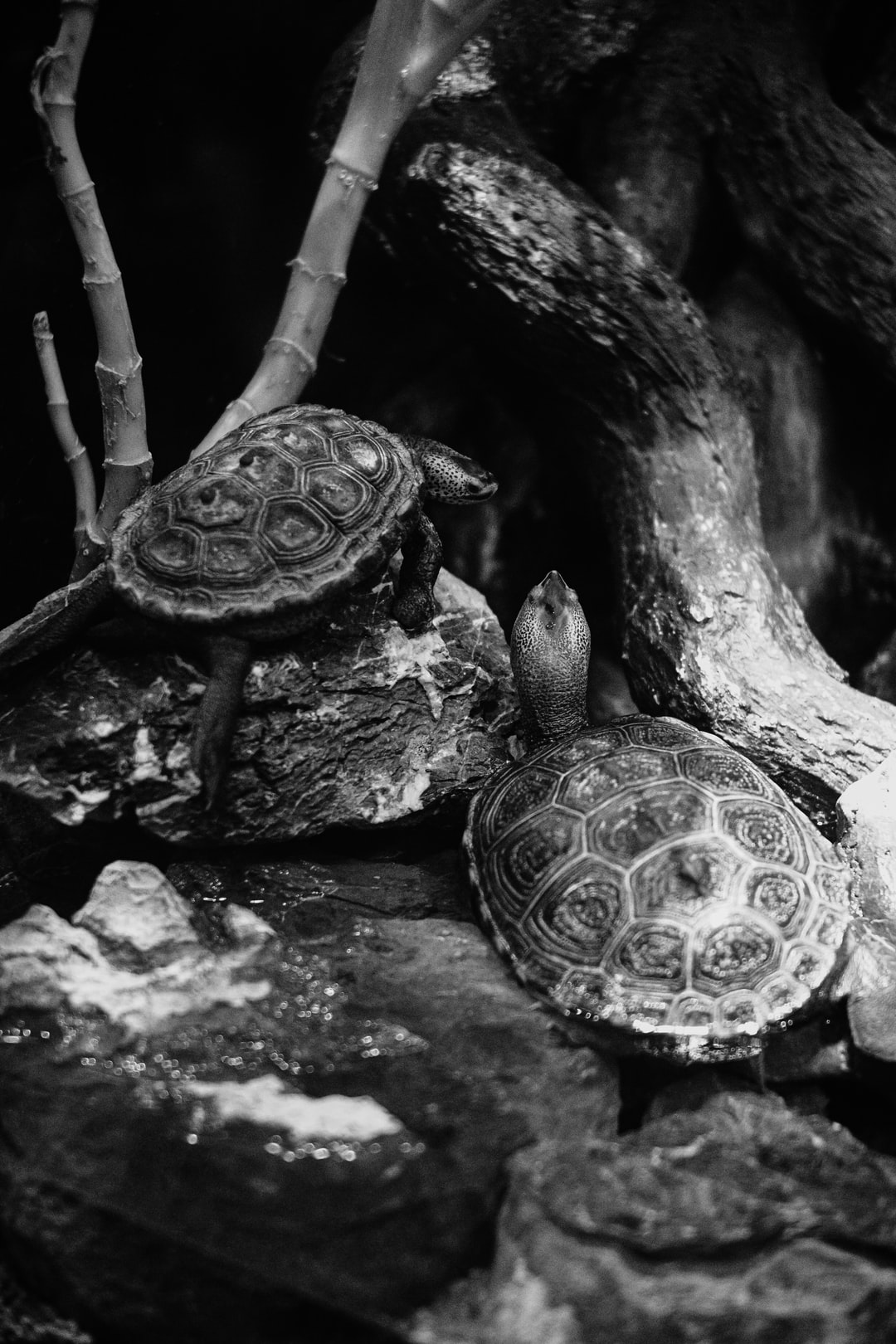 25 wichtige Fragen zu Wie Oft Am Tag Schildkröten Füttern?