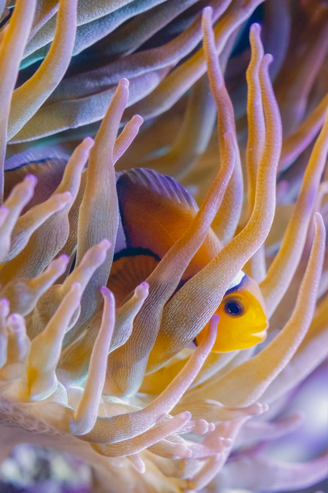 25 wichtige Fragen zu Kann Man Zander Im Aquarium Halten?