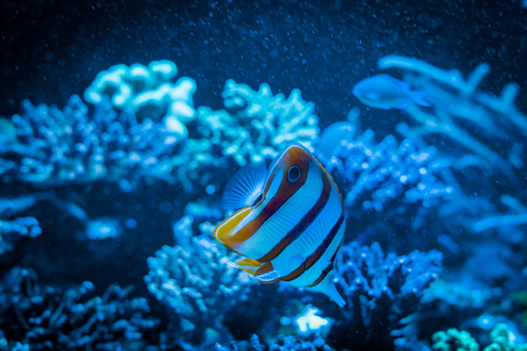 25 wichtige Fragen zu Was Ist Der Kleinste Fisch Auf Der Ganzen Welt?