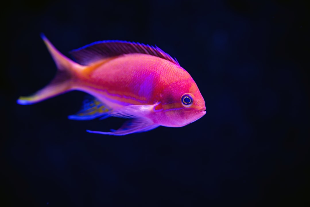 25 wichtige Fragen zu Aquarium Anders Nutzen