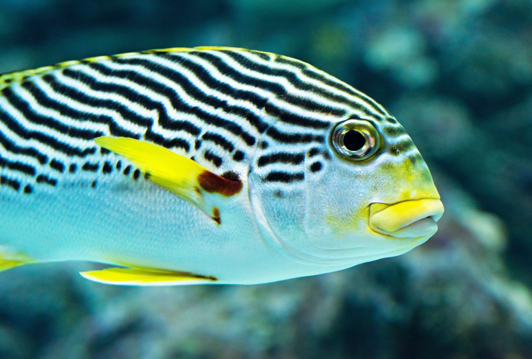 25 wichtige Fragen zu Wie Lange Leben Aquarium Fische