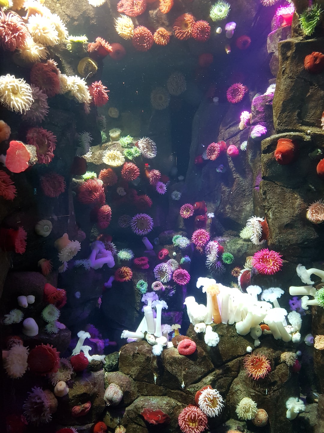 25 wichtige Fragen zu Aquarium Led Light