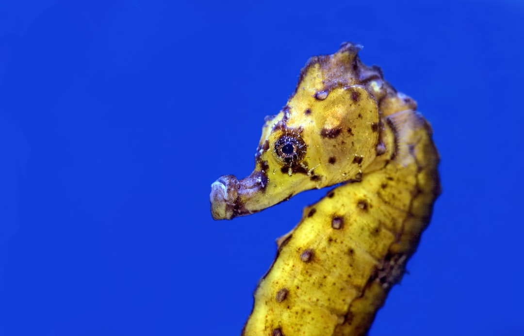25 wichtige Fragen zu Blaue Krebse Aquarium
