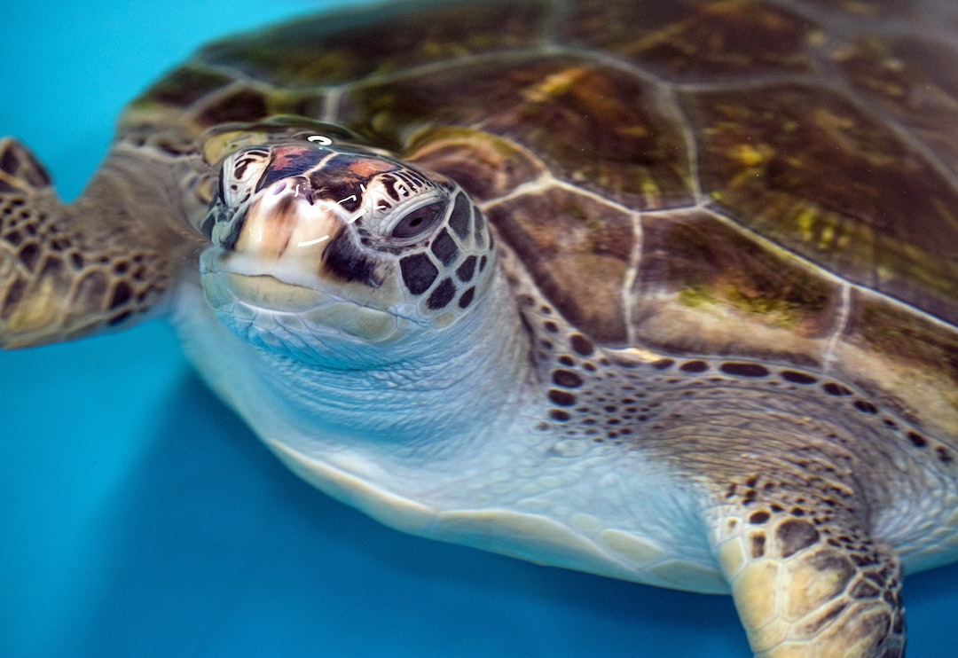 25 wichtige Fragen zu Wie Zieht Man Mit Einem Aquarium Um?