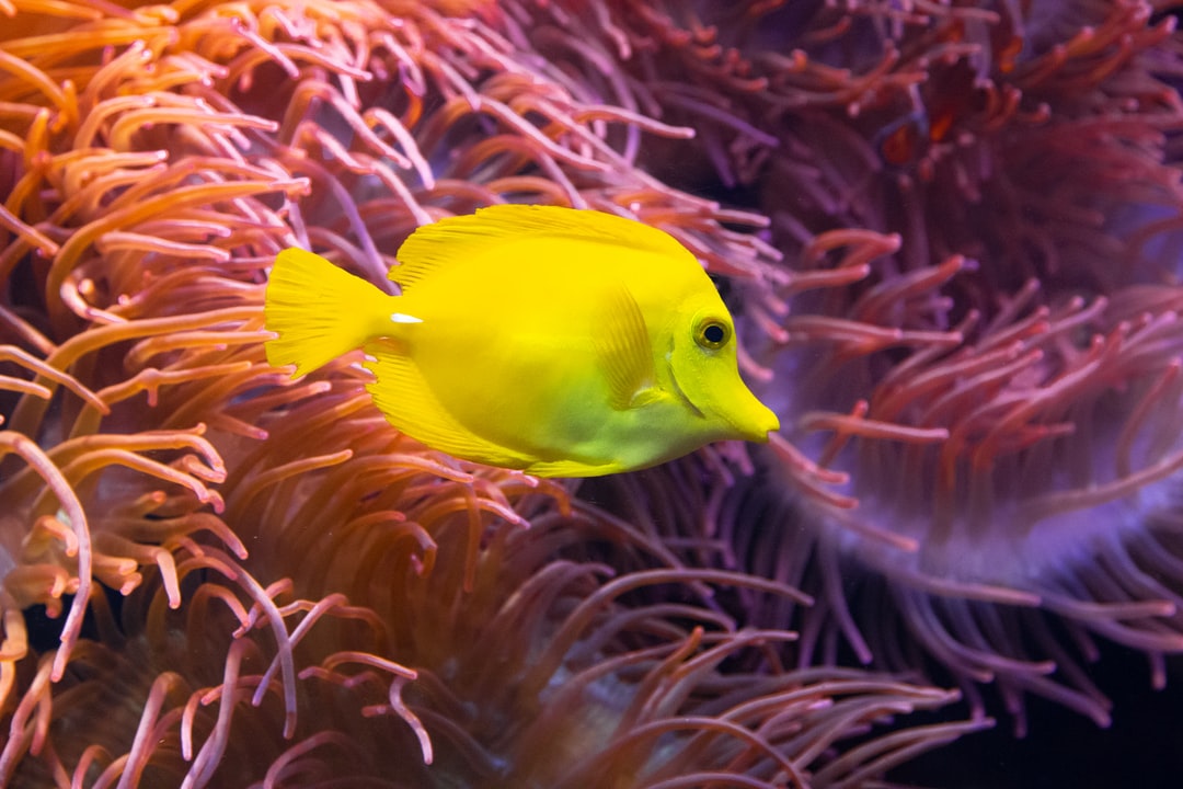 25 wichtige Fragen zu Aquarium Fisch Bunt