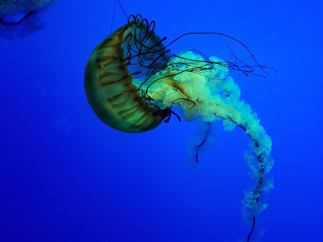 21 wichtige Fragen zu Aquarium Blubber Dekoration