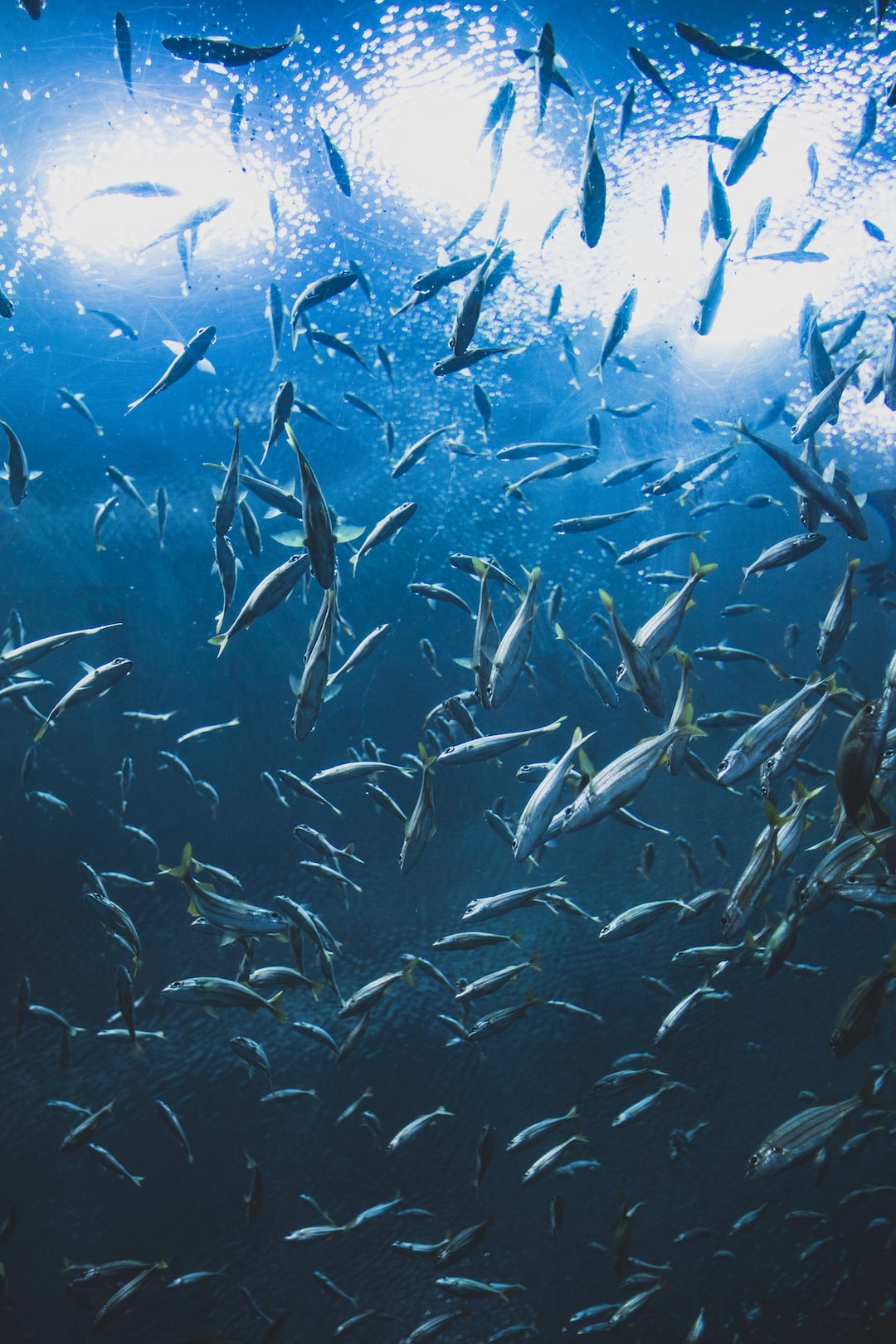 21 wichtige Fragen zu Aquarium Ökosystem