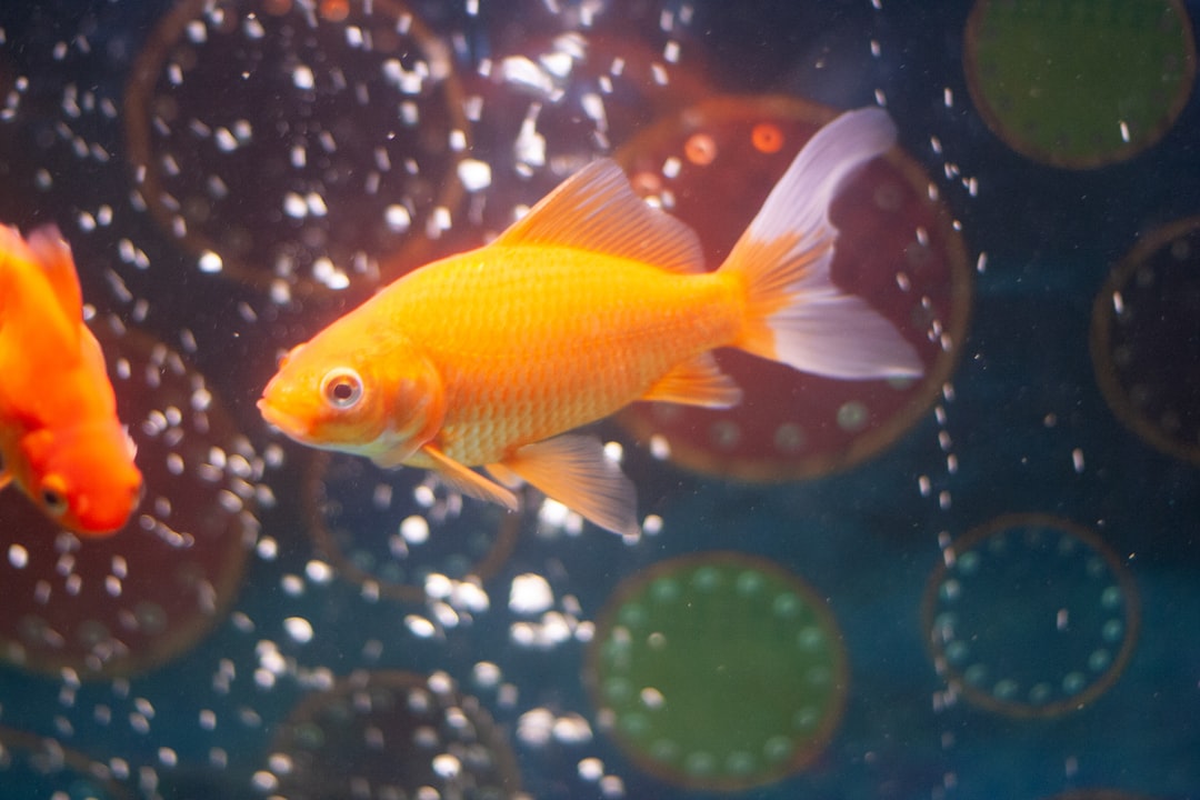 21 wichtige Fragen zu How Do I Know If My Ammonia Levels Are High In My Fish Tank?