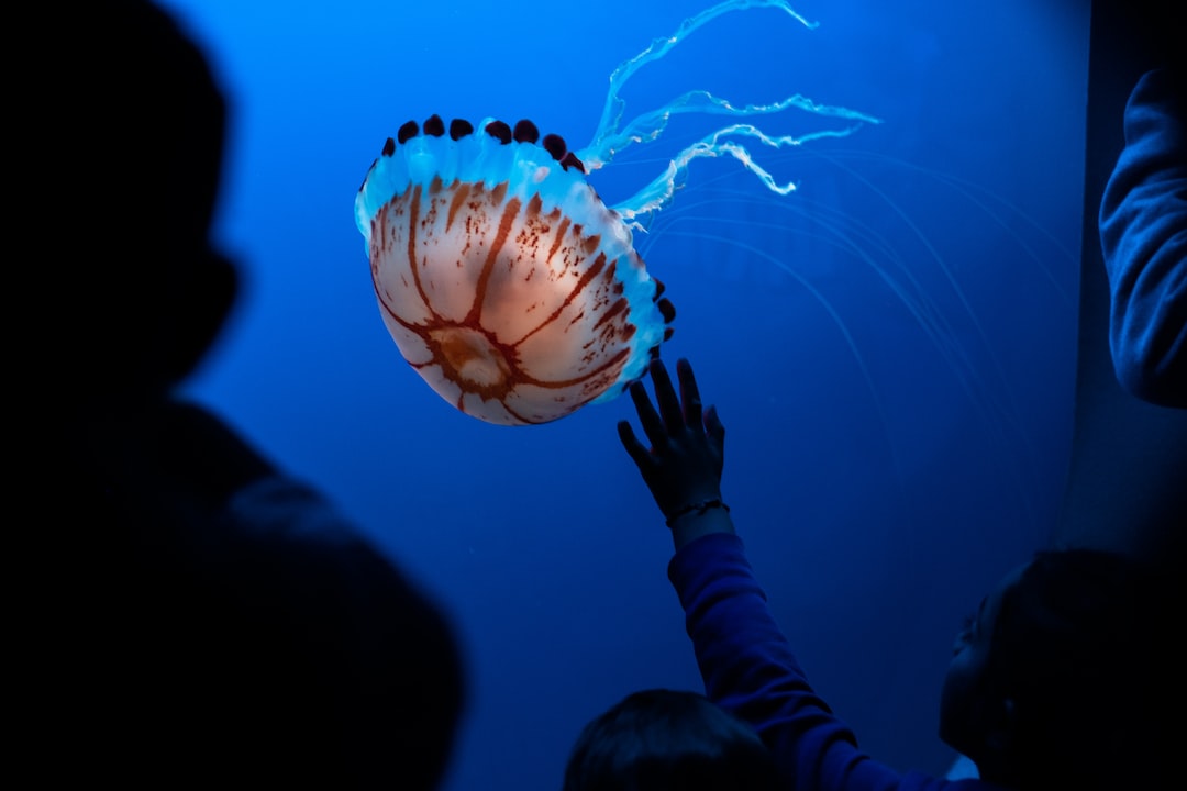21 wichtige Fragen zu Aquarium Deko Lustig