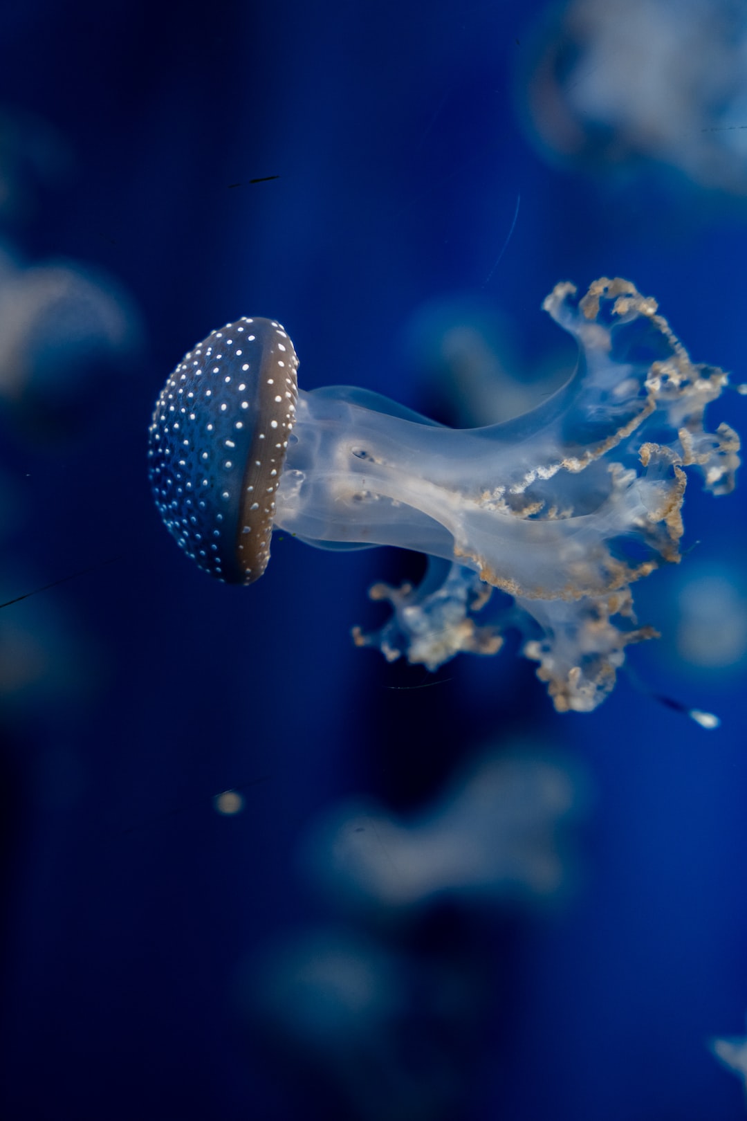 21 Erstaunliche Infos zu Aquarium Rückwandfolie