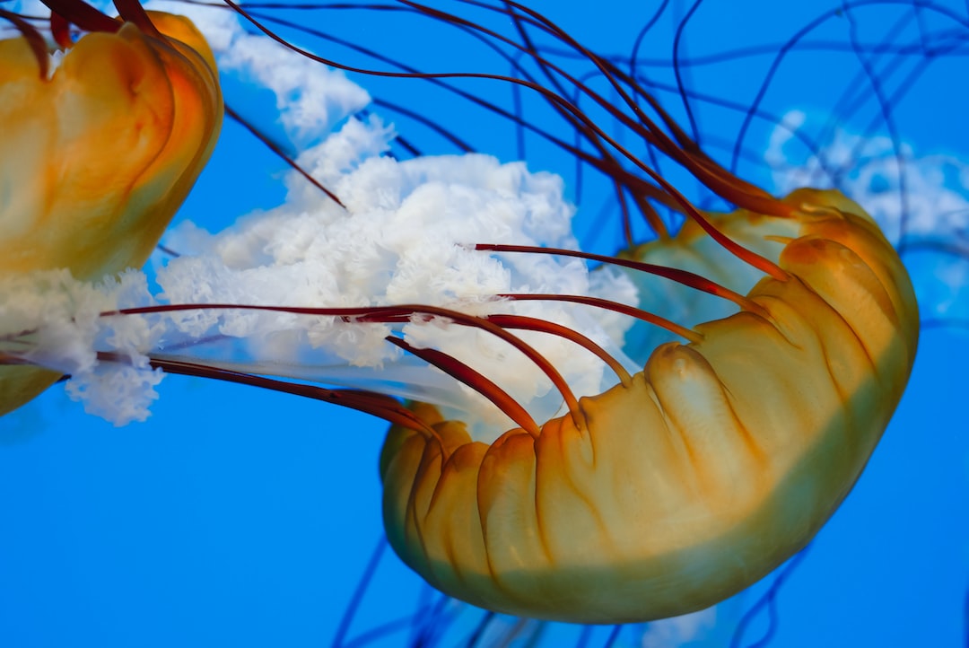 21 wichtige Fragen zu What Fish Go Well With Shrimp In An Aquarium?