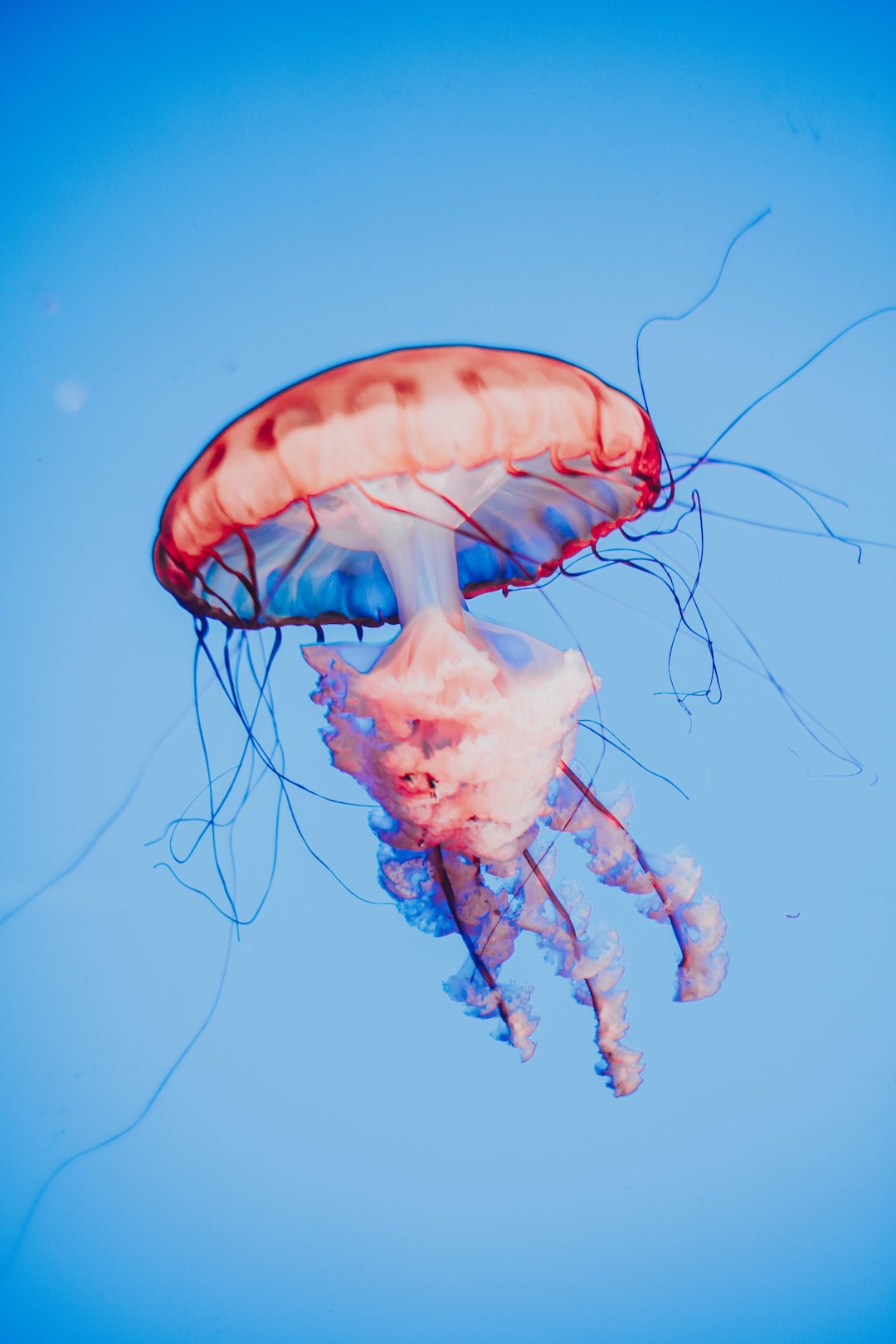 21 wichtige Fragen zu Plattwürmer Aquarium