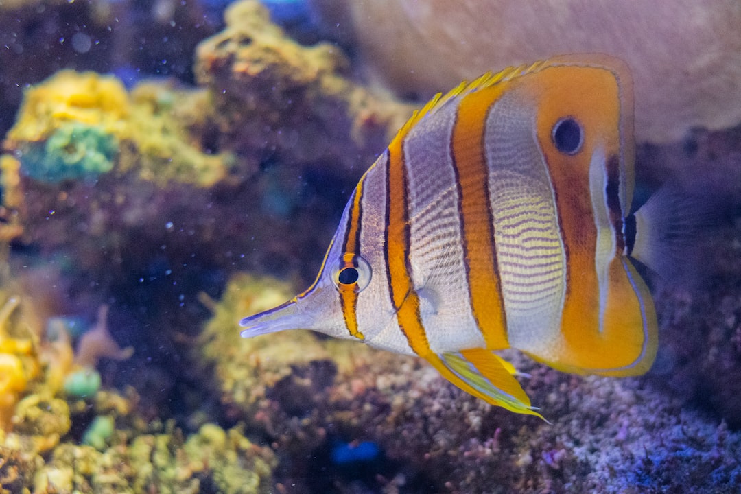 21 wichtige Fragen zu Wie Entstehen Schnecken Im Aquarium