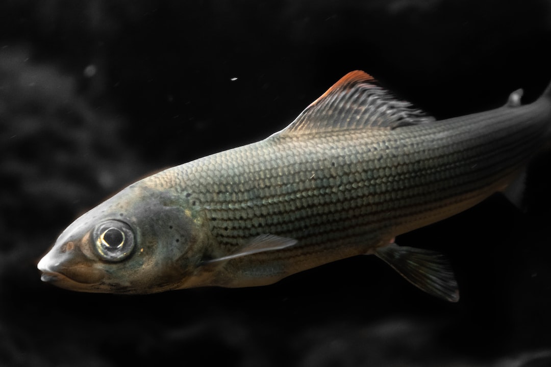 21 wichtige Fragen zu Do Fish Like To Be In The Dark?