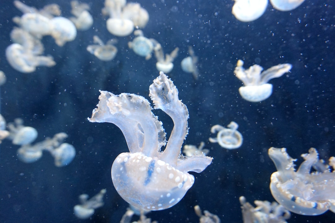 21 wichtige Fragen zu Killifisch Aquarium