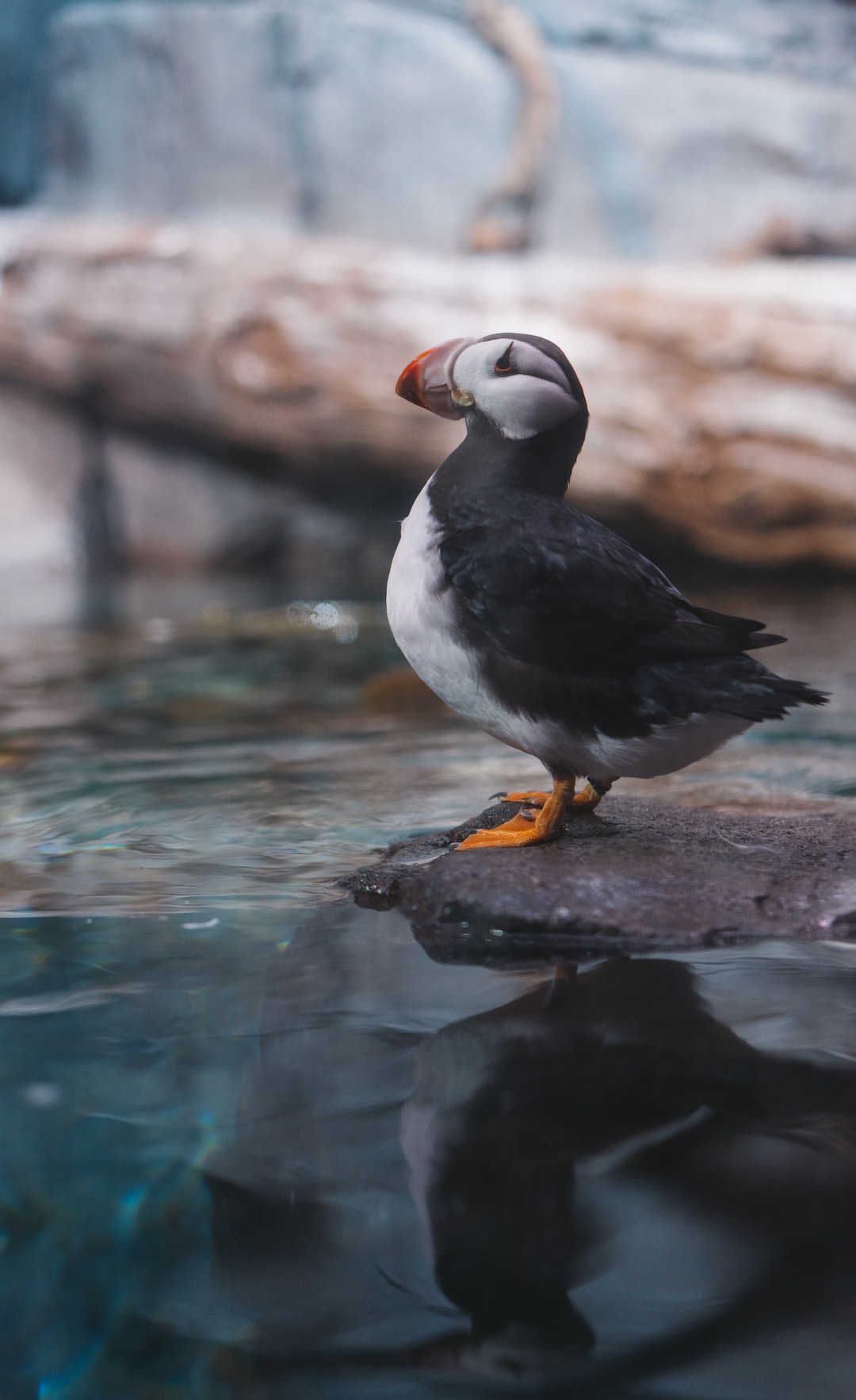 21 wichtige Fragen zu Do Aquarium Backgrounds Go Inside Or Outside?