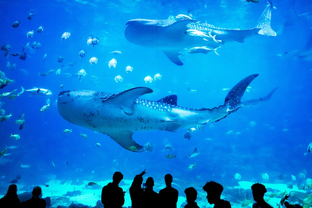 21 wichtige Fragen zu Aquarium Kölner Zoo