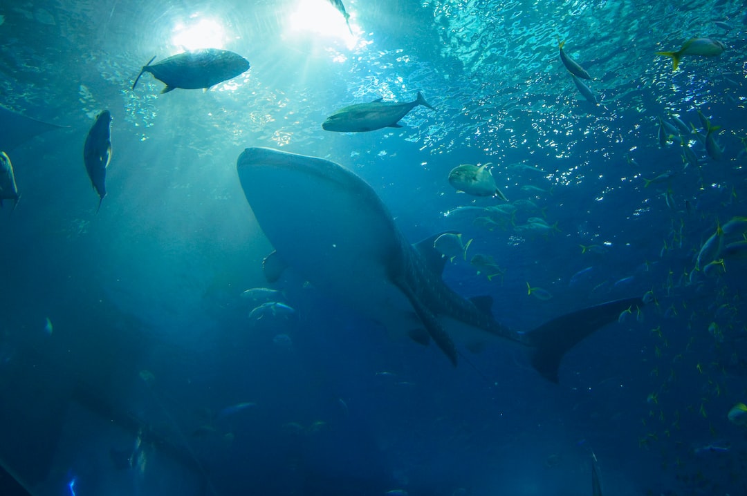 22 wichtige Fragen zu Aquarium Boulogne Sur Mer