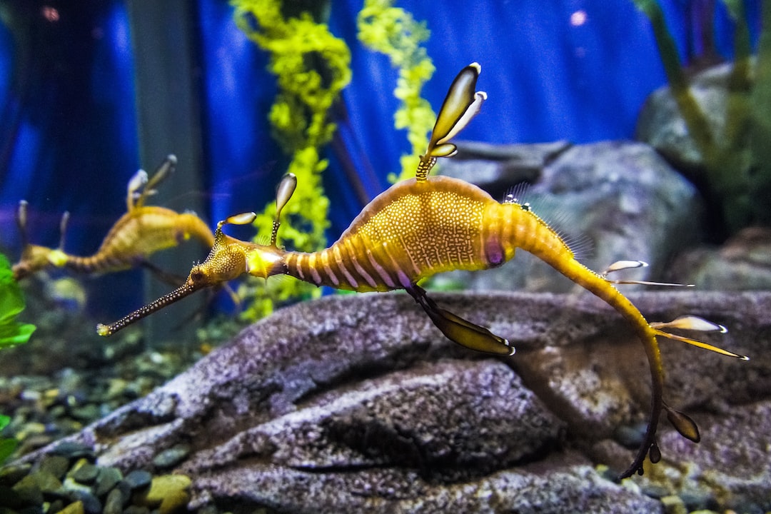 22 wichtige Fragen zu Welche Fische Kann Man Im Kleinen Aquarium Halten?