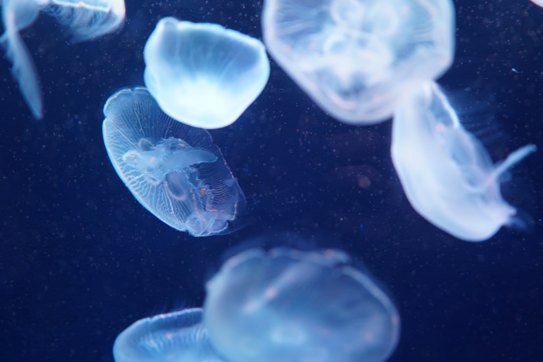 22 wichtige Fragen zu Aquarium Schön Einrichten