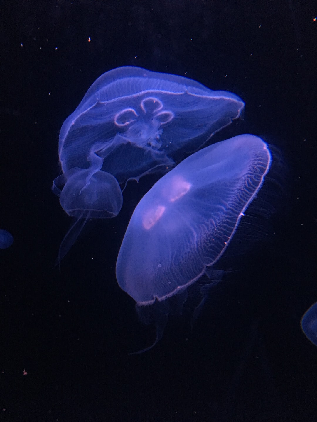 22 wichtige Fragen zu Led Lampe Aquarium