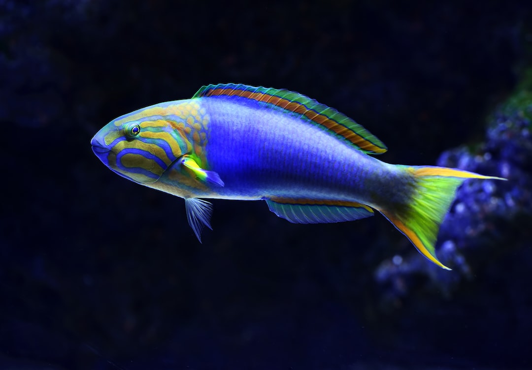22 wichtige Fragen zu Aquarium Led Light