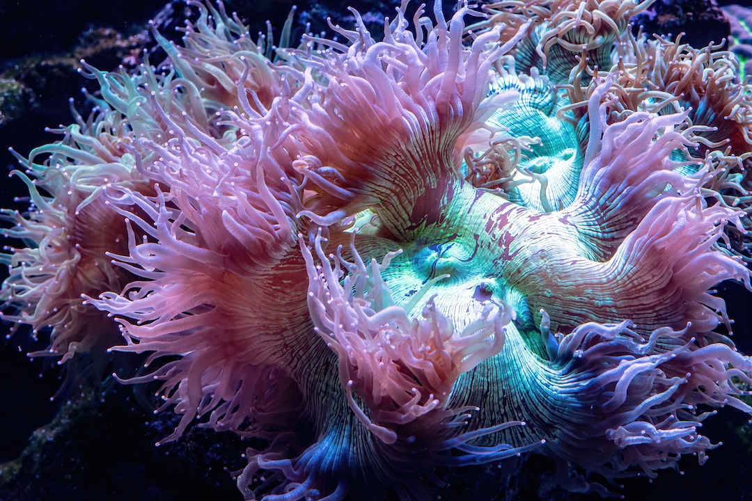22 wichtige Fragen zu Bakterienrasen Aquarium