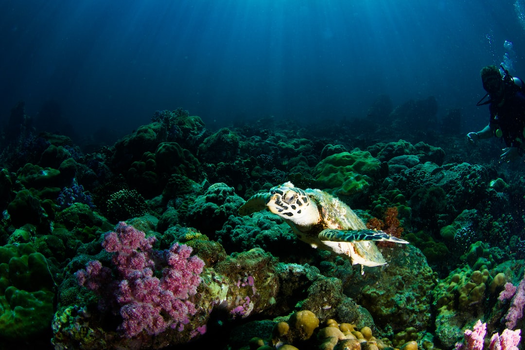 22 Aussergewöhnliche Hinweise zu Aquarium Wasserwechsel