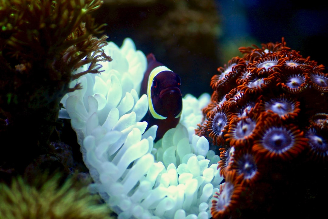 22 wichtige Fragen zu Was Verbraucht Eine Aquarium Heizung?