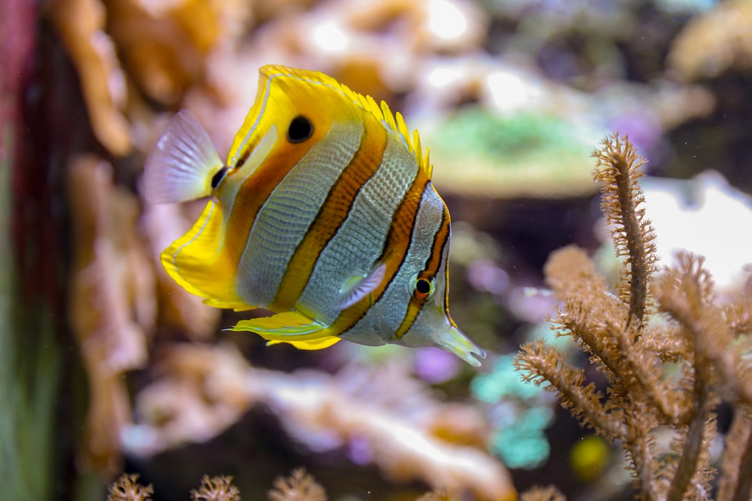 22 wichtige Fragen zu Gelbe Fische Aquarium