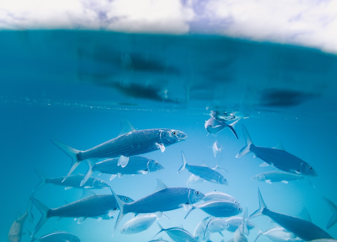 22 wichtige Fragen zu Why Are Fish Tanks Mirrored?