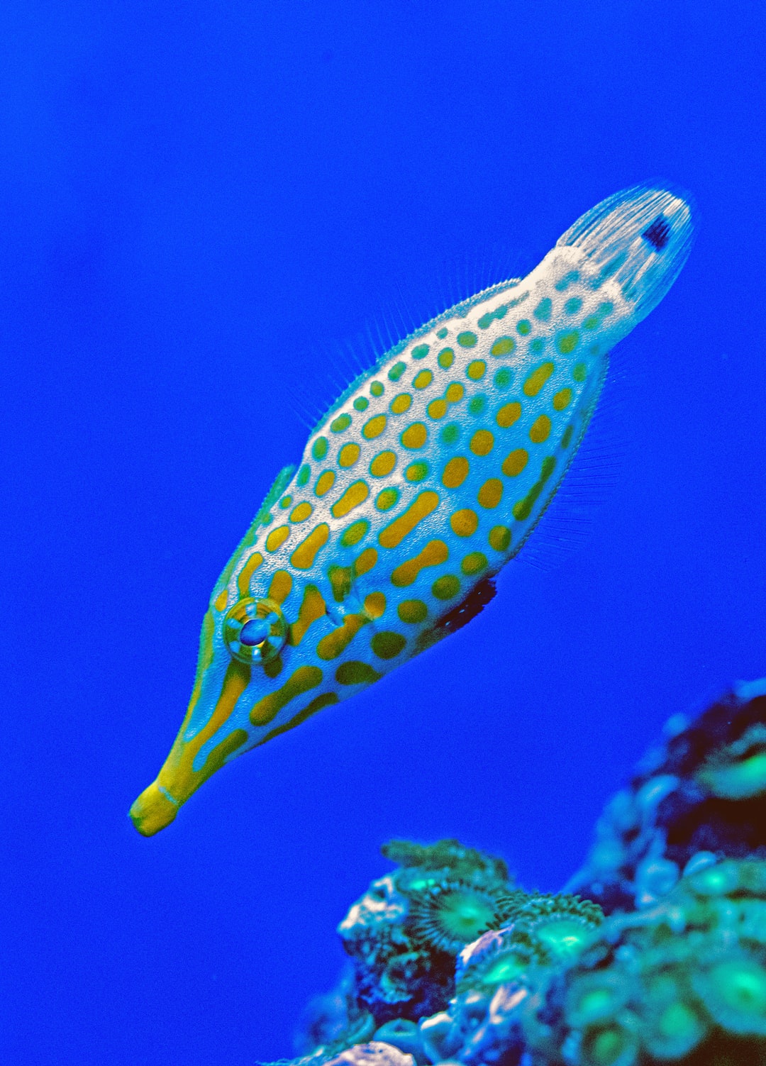 22 wichtige Fragen zu Aquarium Fische Arten Süßwasser