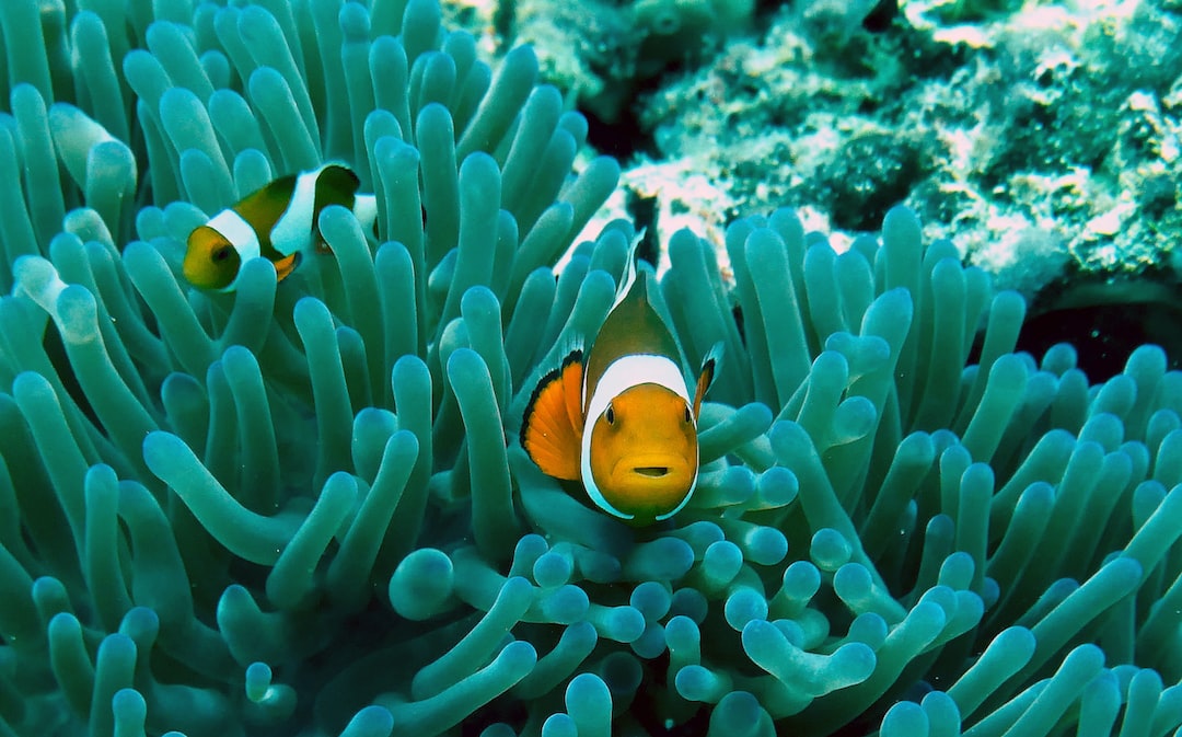 22 wichtige Fragen zu Mini Aquarium Fische