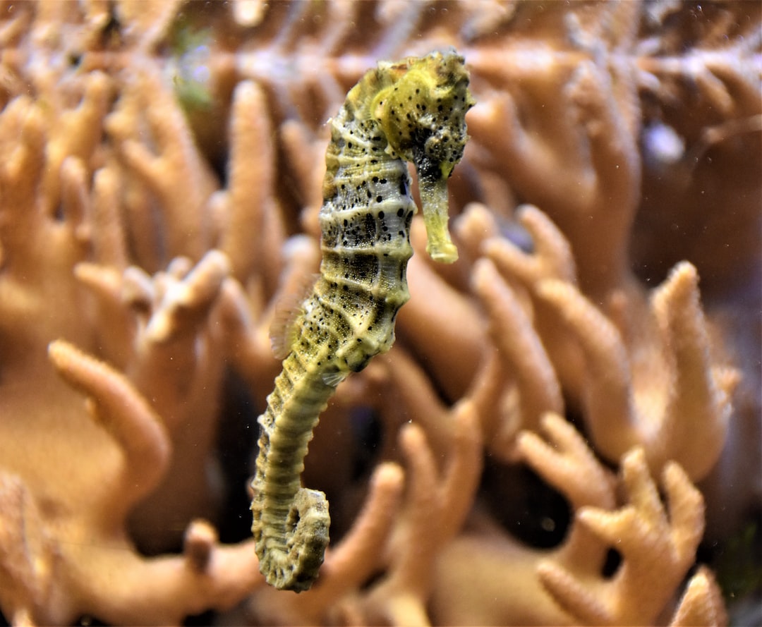 22 wichtige Fragen zu Aquarium Plants Perth