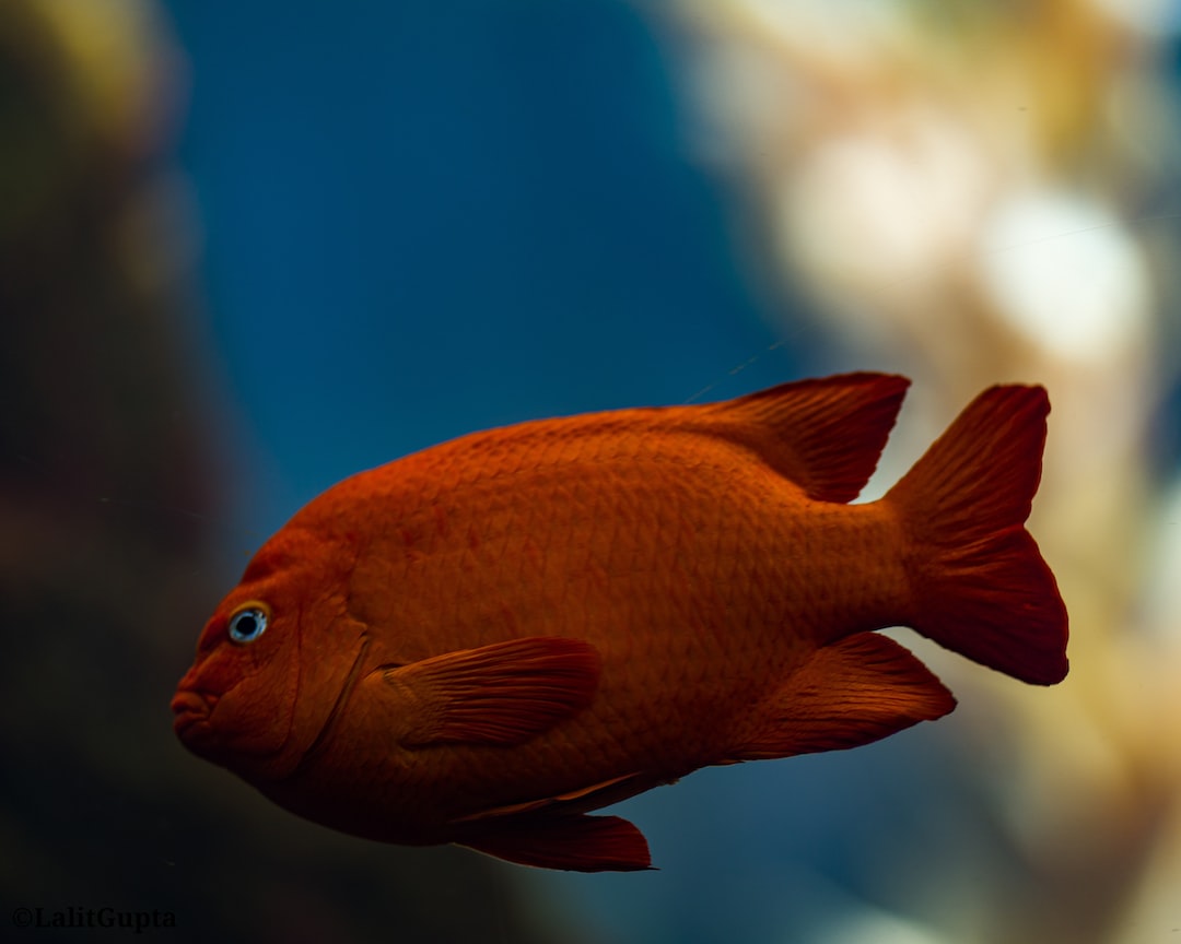 22 wichtige Fragen zu Hornbach Aquarium Fische