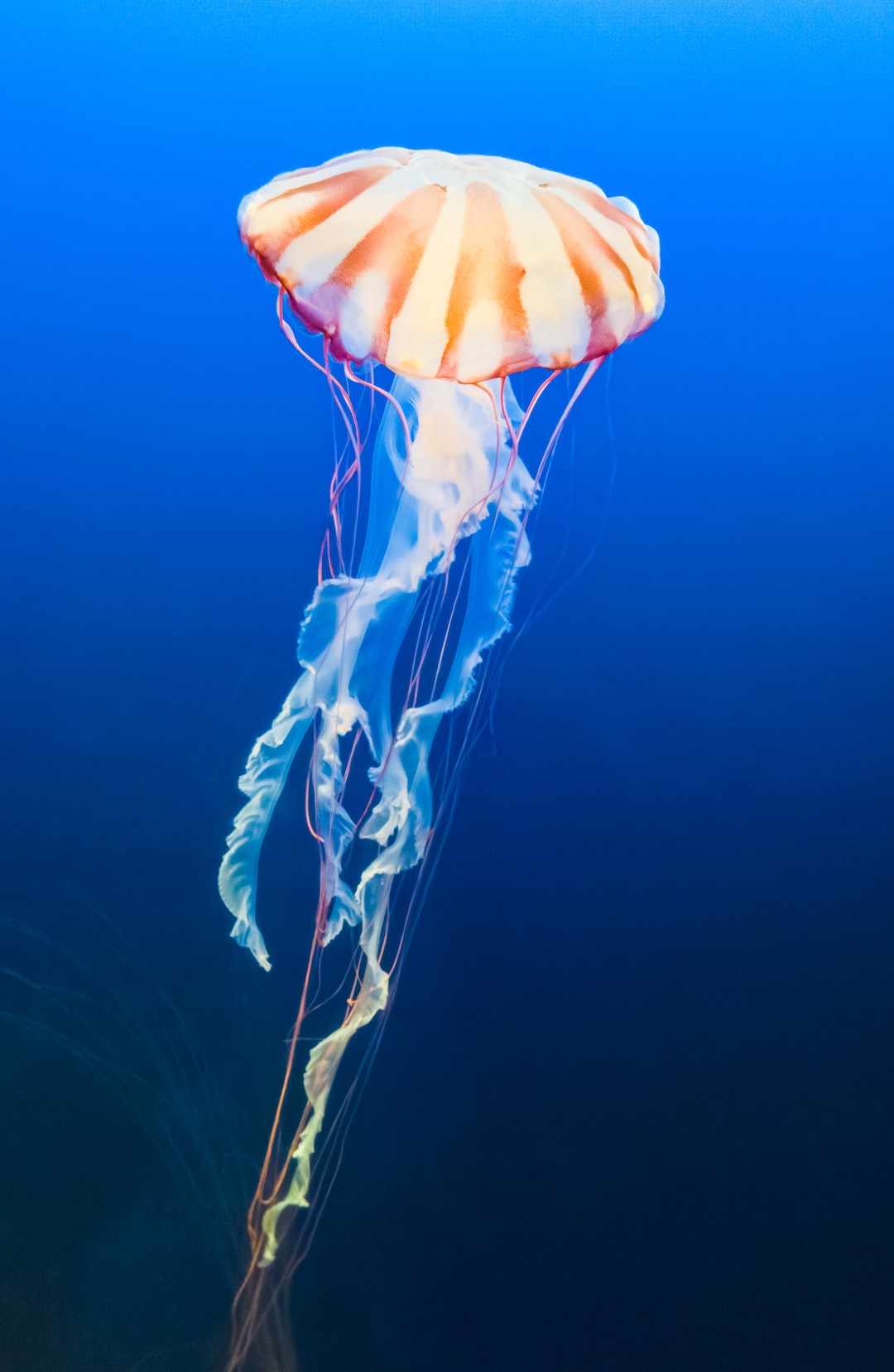 22 wichtige Fragen zu Meerwasser Aquarium Für Anfänger