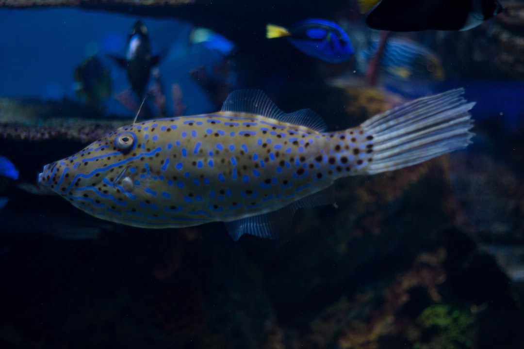 22 wichtige Fragen zu Aquarium Fische Kaufen Berlin