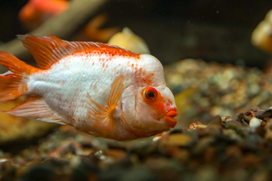 22 Entscheidende Fakten zu Was Erreichen Bestimmte Fischarten Durch Schwarmbildung?