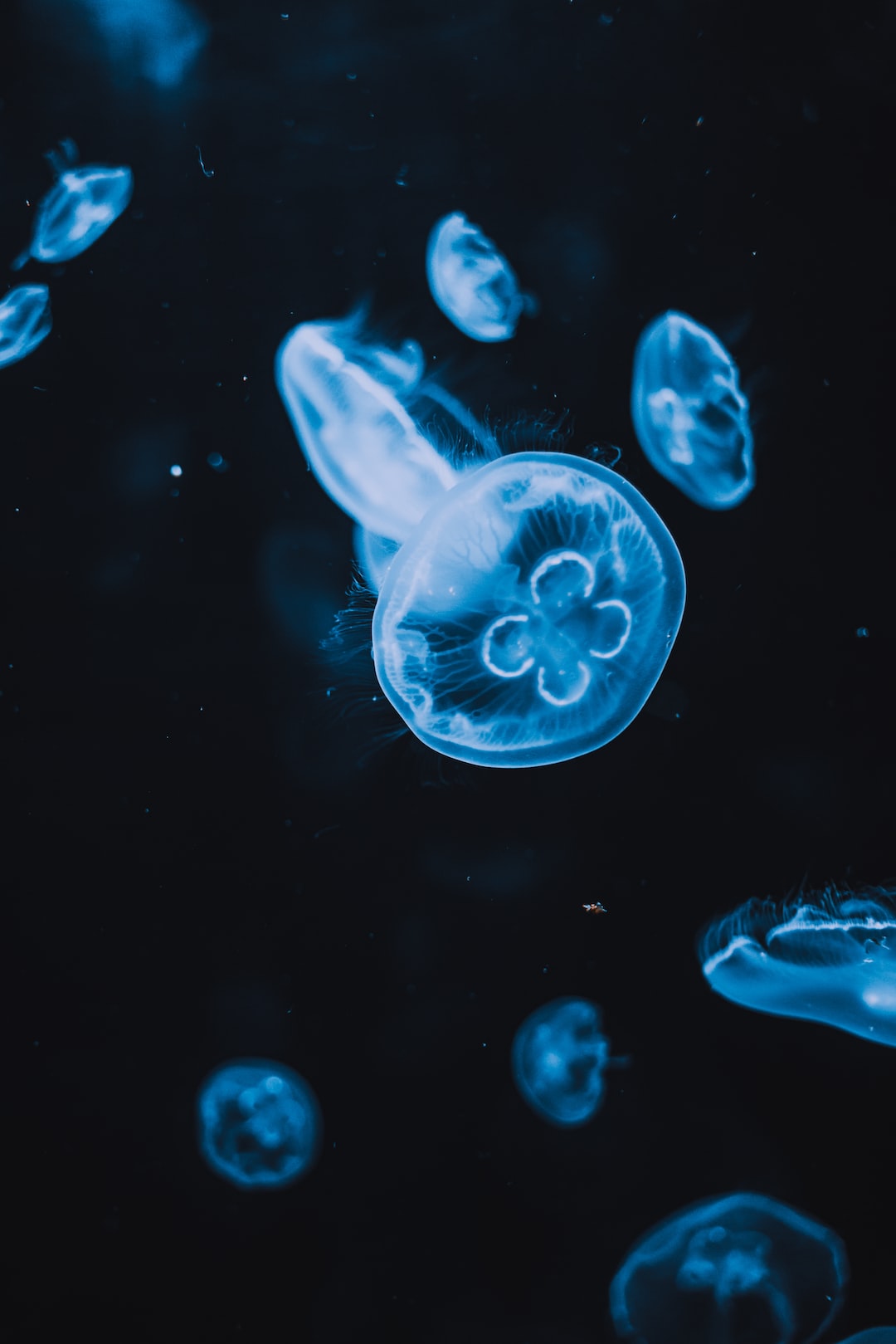 22 wichtige Fragen zu Aquarium Beleuchtung Berechnen