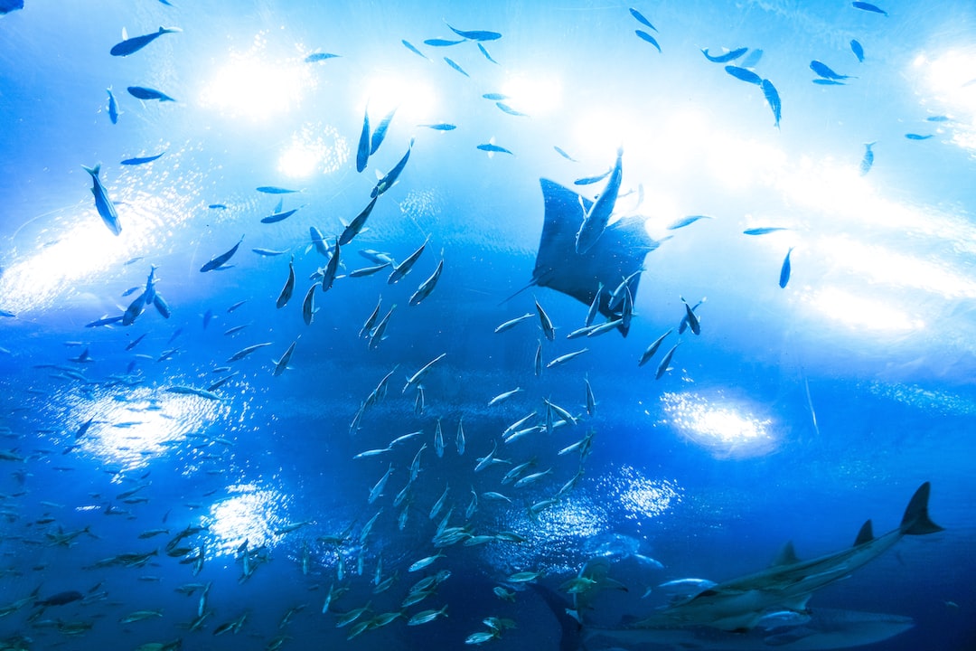 22 wichtige Fragen zu Barsche Aquarium
