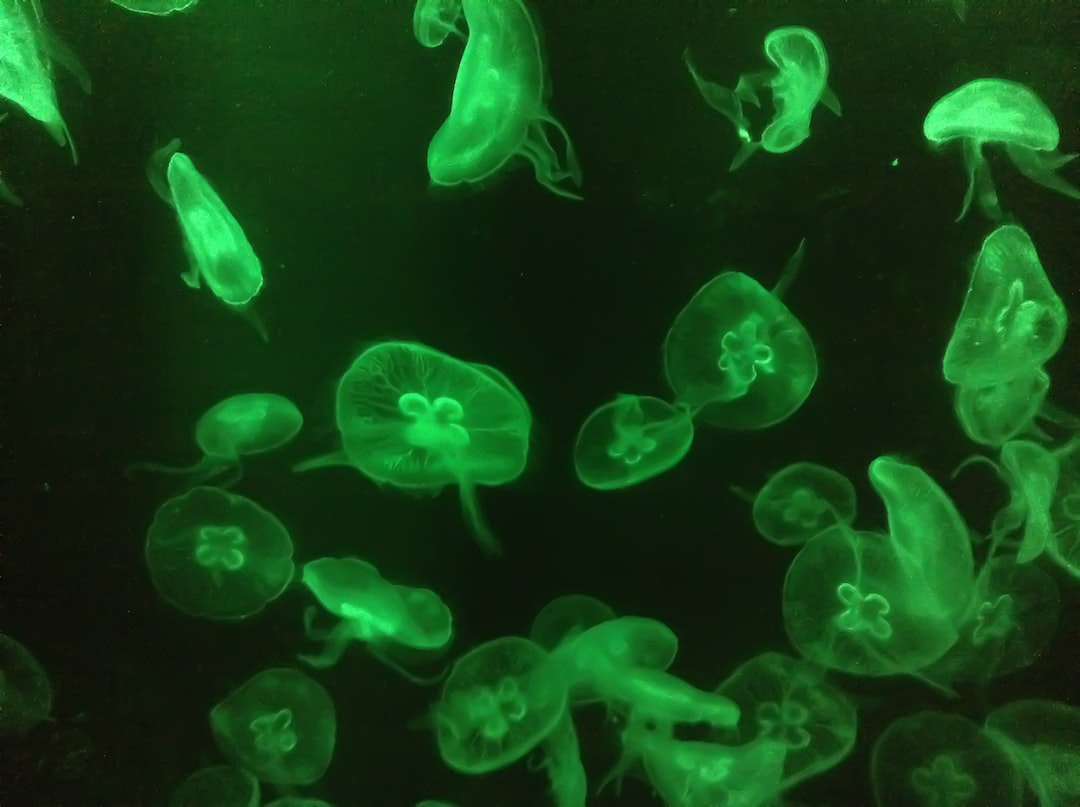 22 wichtige Fragen zu Napfschnecken Aquarium
