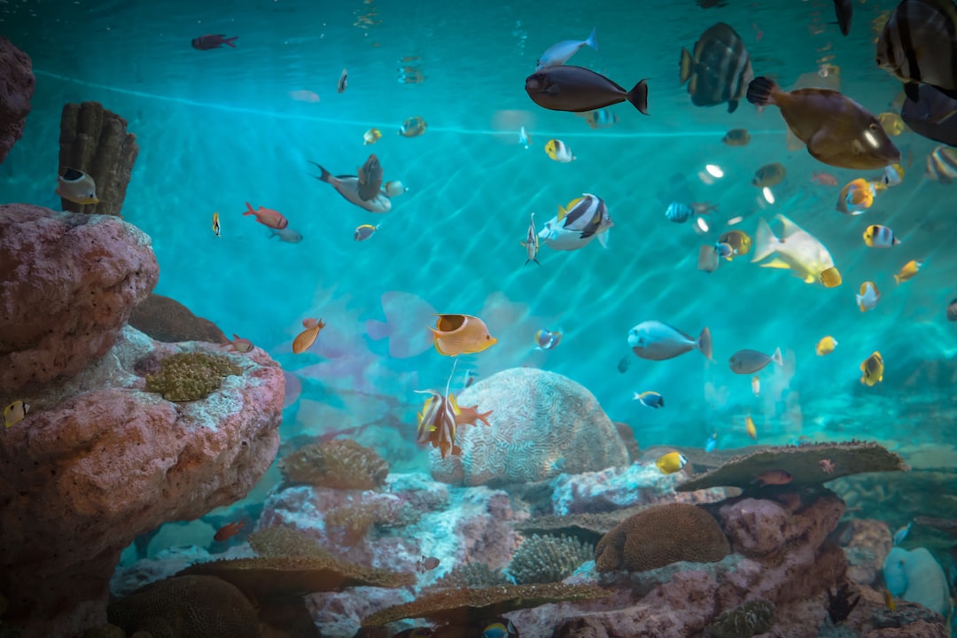 22 wichtige Fragen zu Aquarium Park