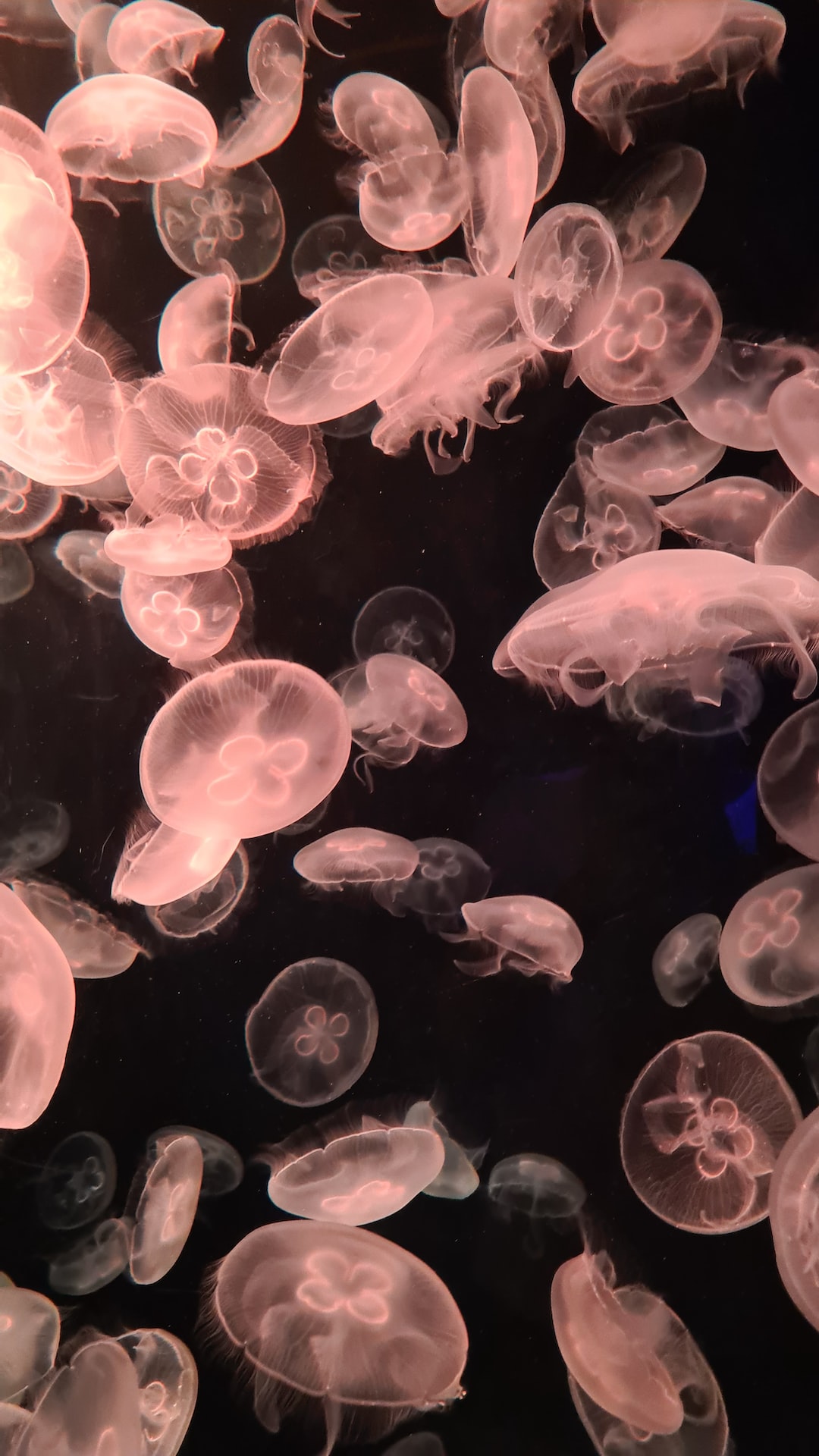 22 wichtige Fragen zu Wie Oft Leuchtstoffröhren Im Aquarium Wechseln?