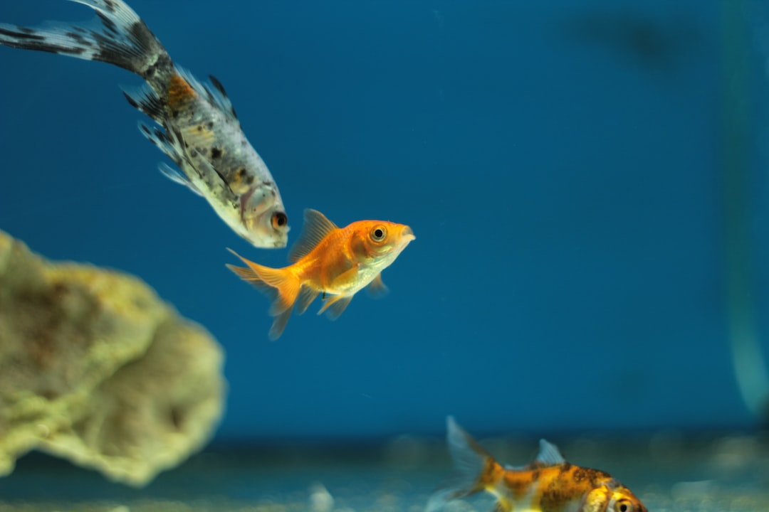 22 wichtige Fragen zu Aquarium Feinfilter