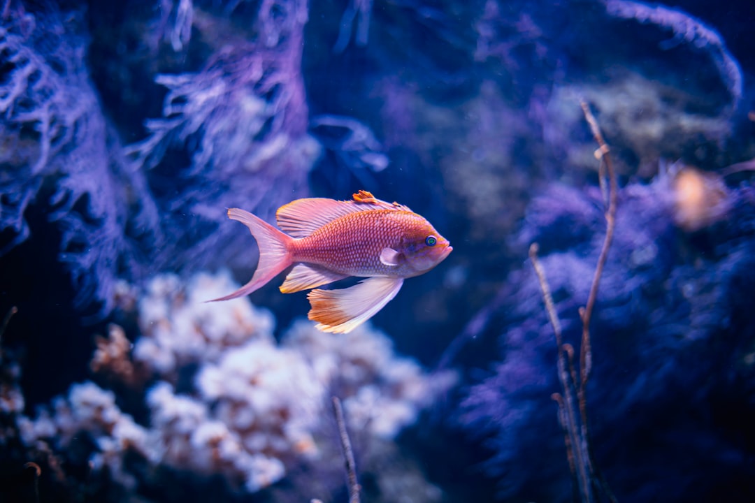 22 wichtige Fragen zu Seltene Aquarium Fische Süsswasser