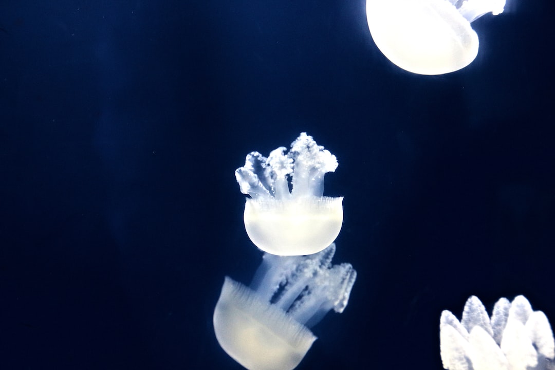 22 wichtige Fragen zu Aquarium Klein Komplett